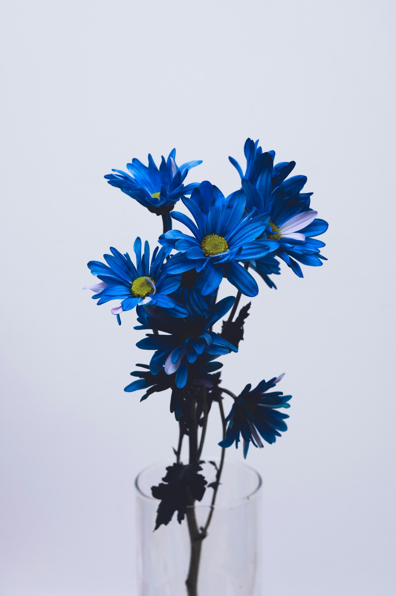 Blue daisy flowers in a glass vase against a plain white background.