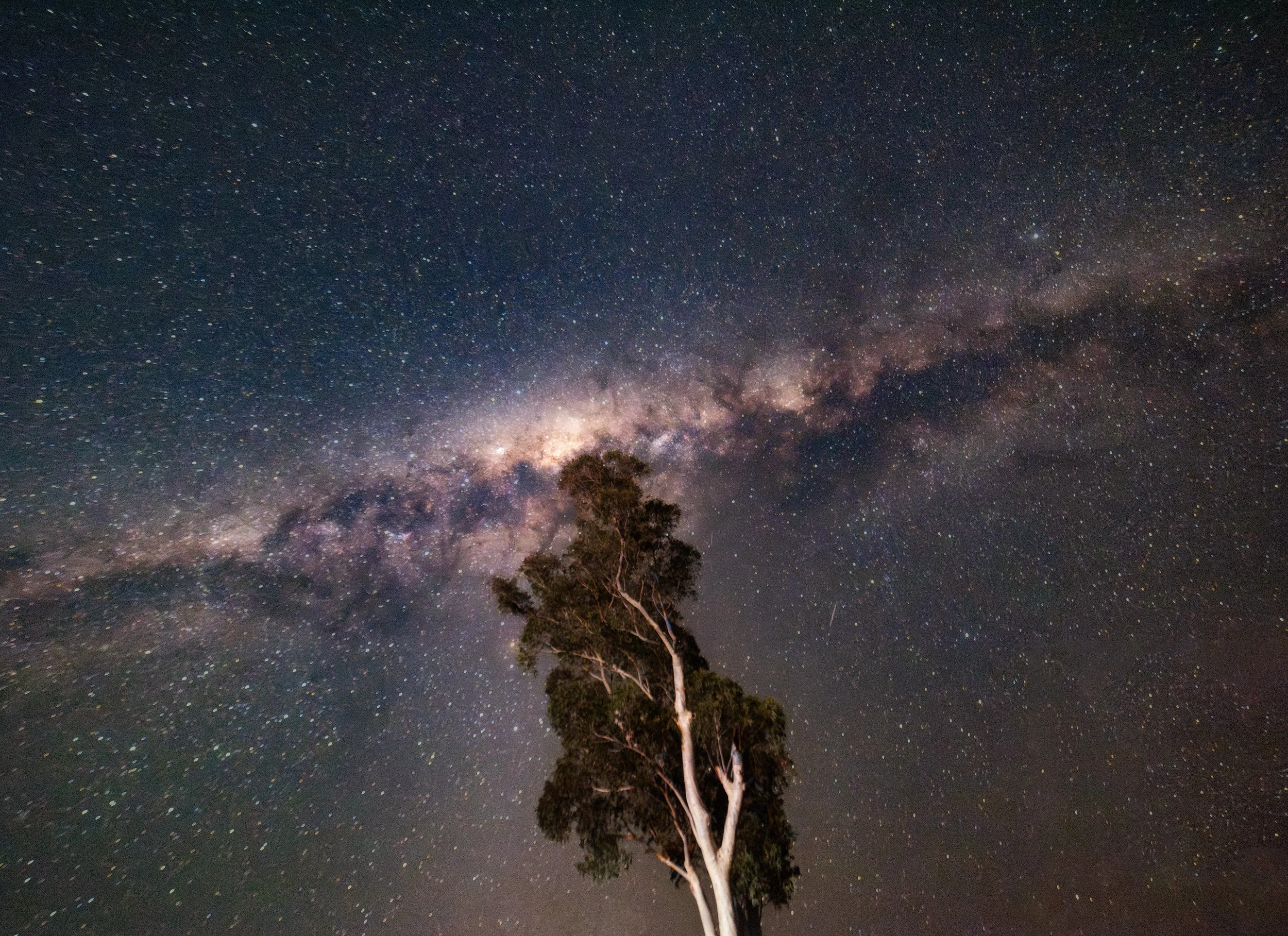 Grey Gum Milkyway_2.jpg