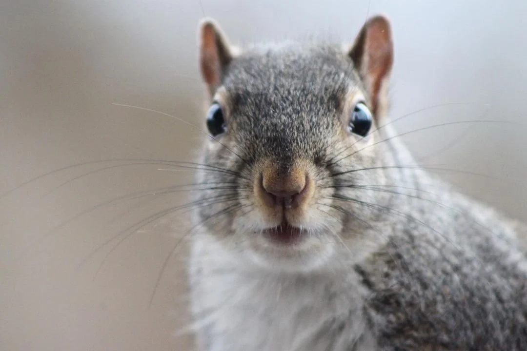 Close-up of a squirrel facing the camera with wide eyes and nose close to the lens.