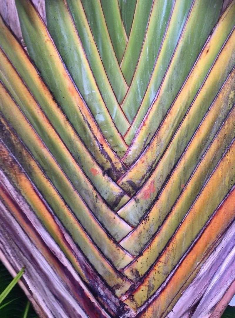Close-up of the center of a banana plant's leaf, showing the overlapping arrangement of the leaf sheaths.