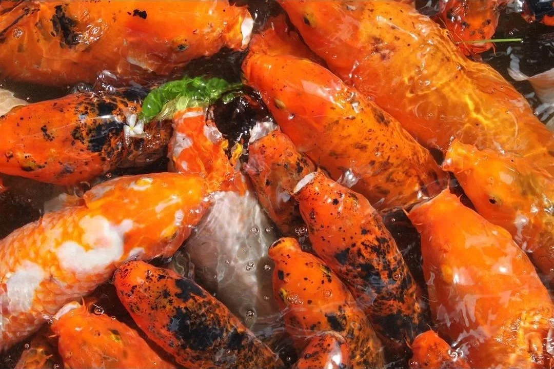 Group of orange and black koi fish swimming in water.