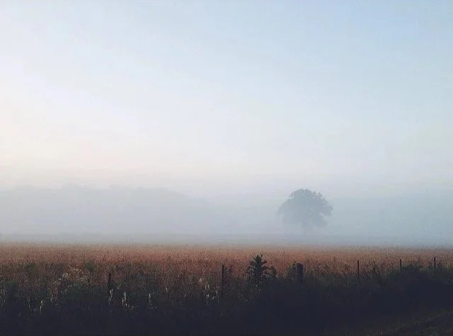 A foggy field with a distant tree and overcast sky