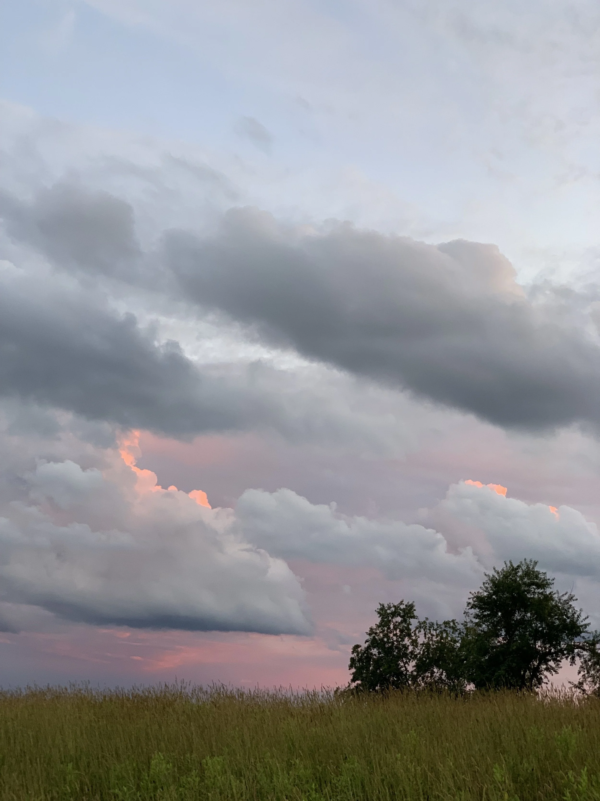 A field with tall grass and a few trees in the distance under a sky filled with large gray clouds and hints of pink and purple sunlight.