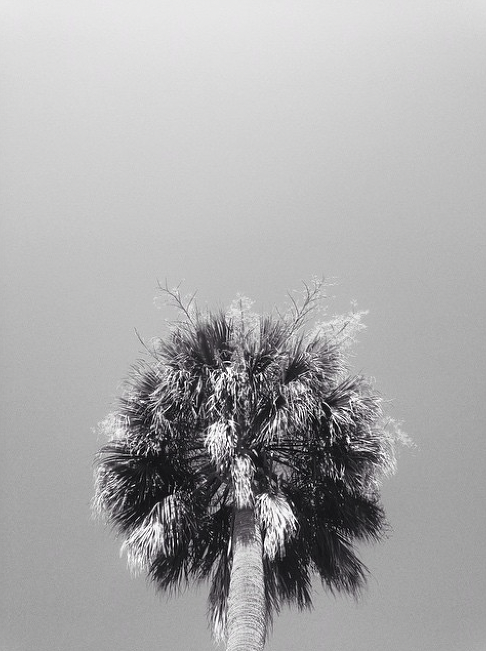 Black and white photo of a tall palm tree against a clear sky.