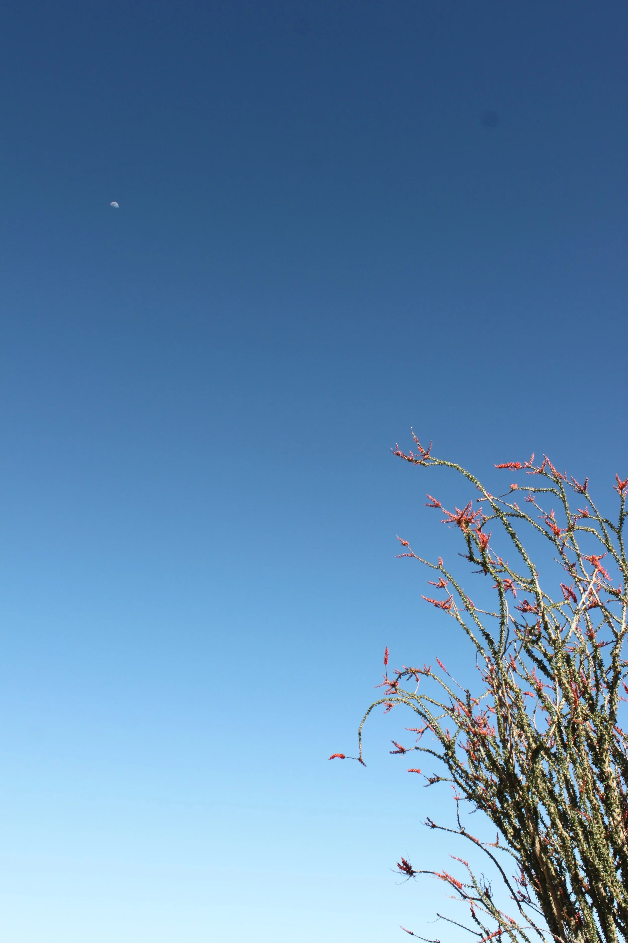 A clear blue sky with the moon visible in the upper left corner and a branch of a desert plant with red-tipped thorns in the lower right corner.