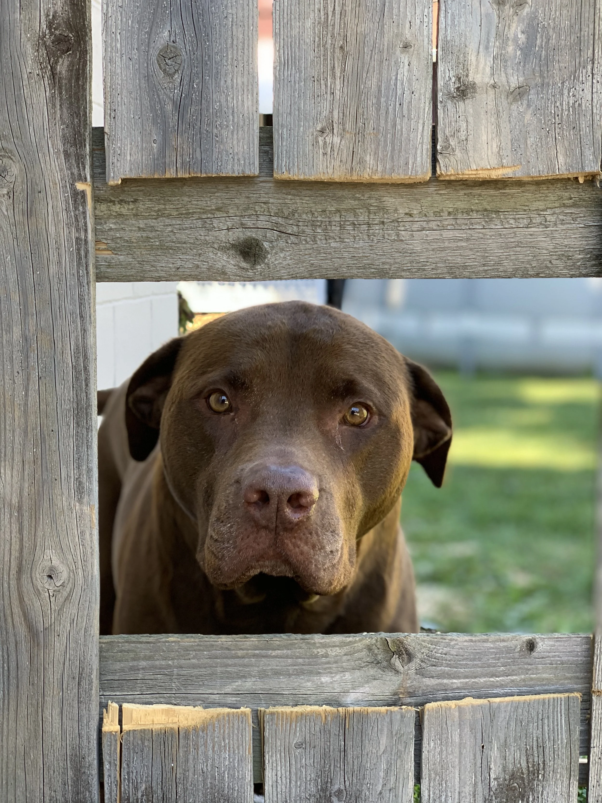 A brown dog peering through a wooden fence with a green lawn in the background.