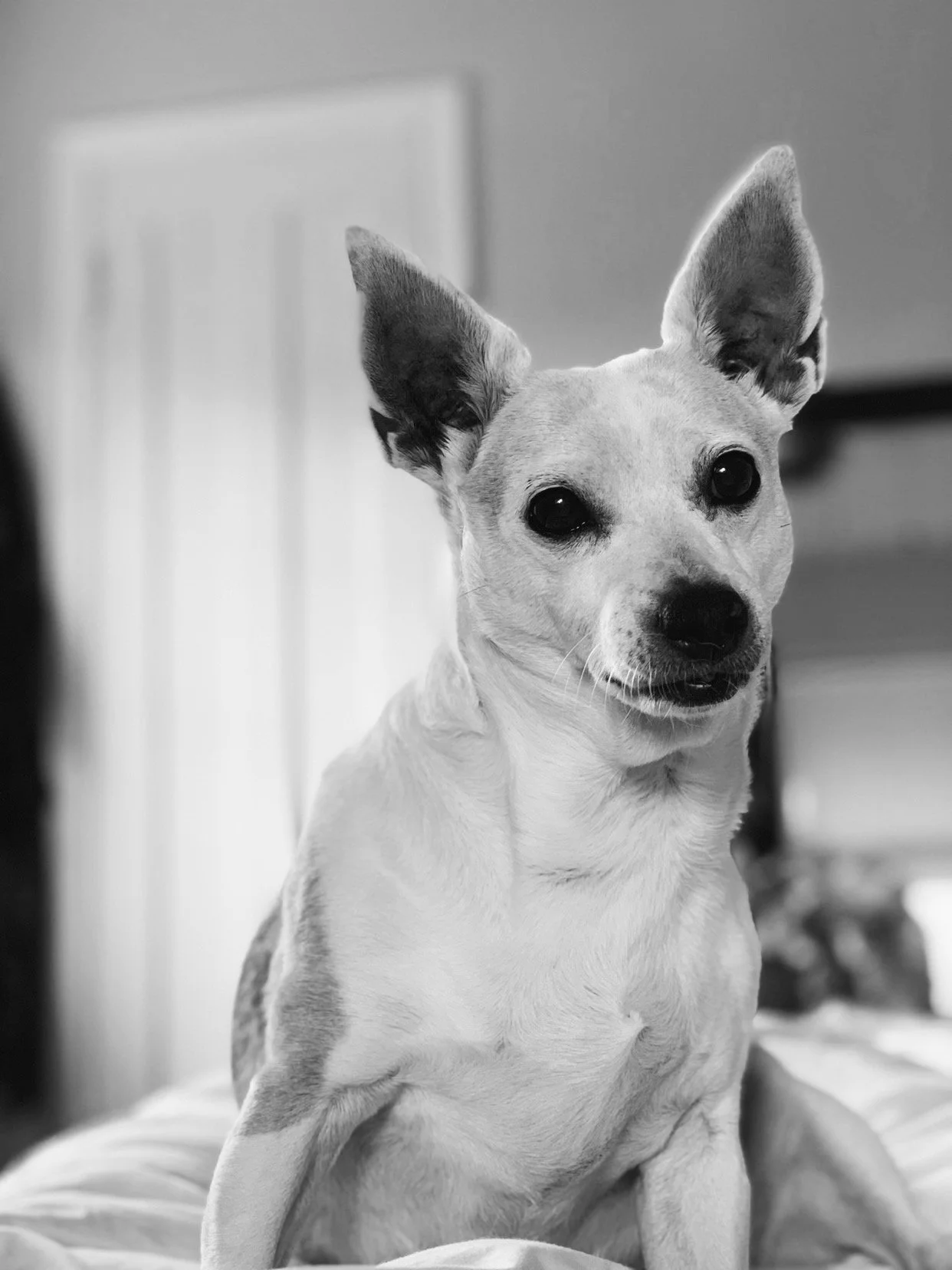 Black and white photo of a small dog with erect ears, sitting on a bed, looking at the camera.