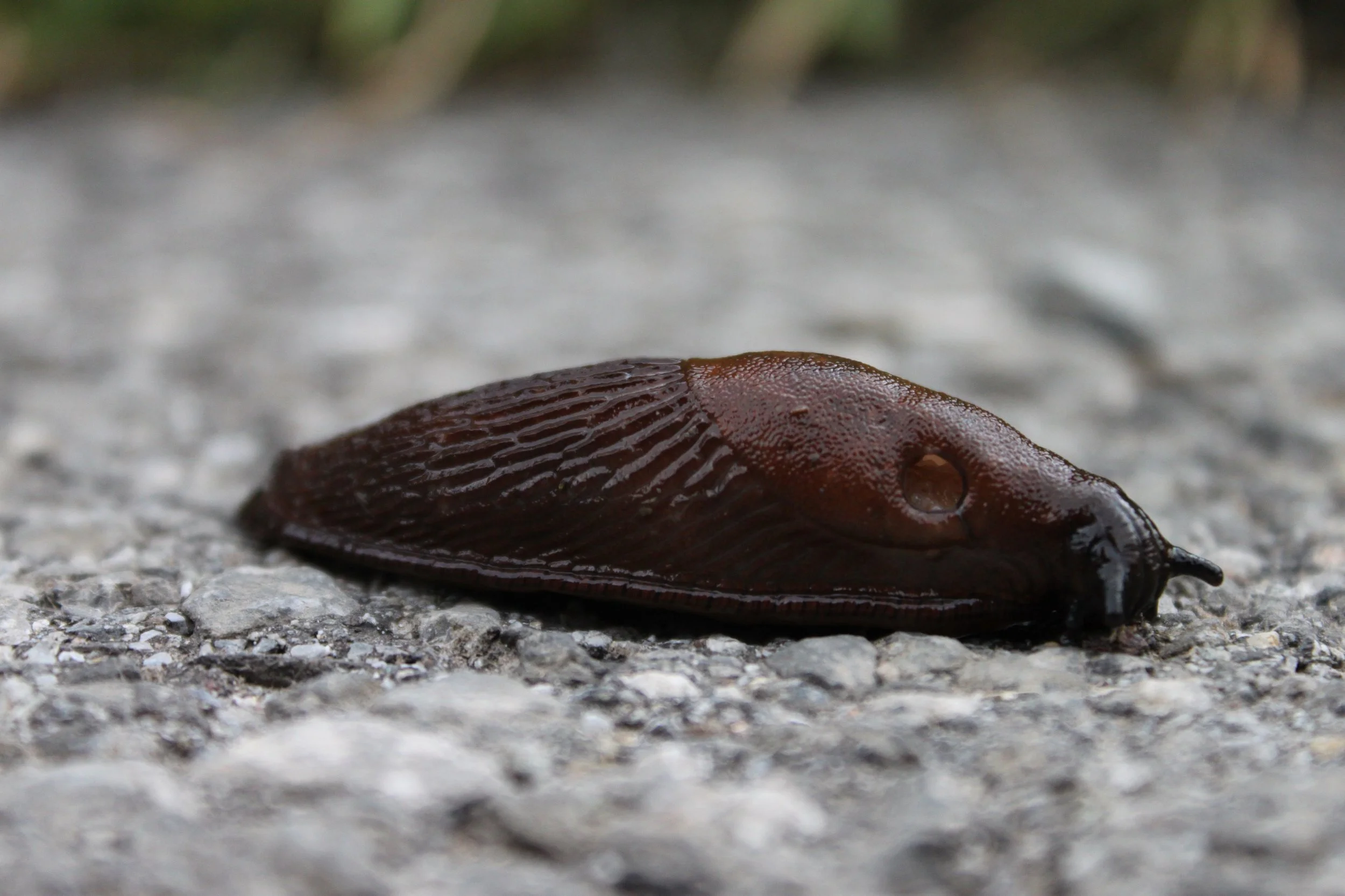 Close-up of a dark brown slug on a gravel surface, with a blurred natural background.