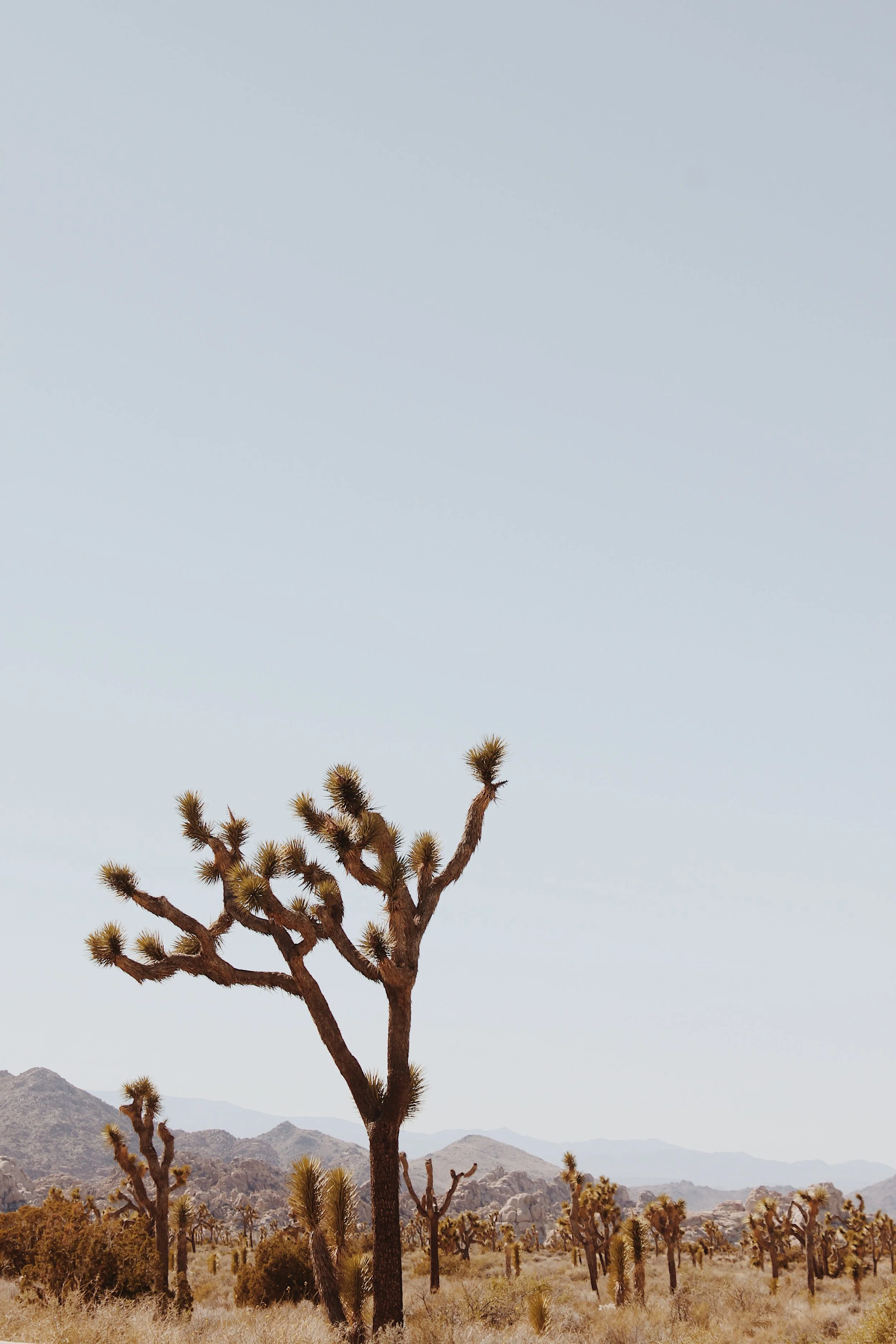 Desert scene with a large Joshua tree in the foreground and smaller Joshua trees in the background, with mountains under a clear sky.