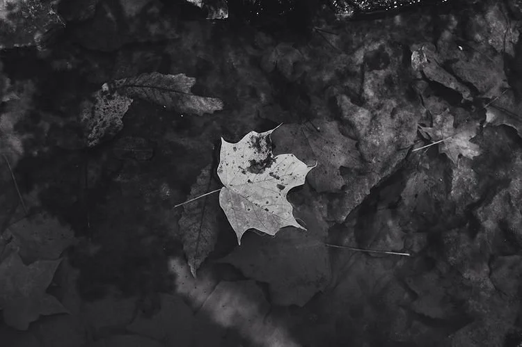 A fallen leaf on the ground among other leaves, in black and white.