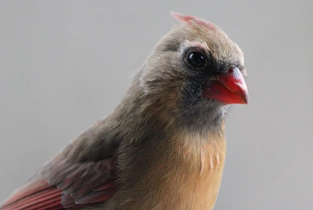 Close-up of a small bird with a red beak and brown and tan feathers.