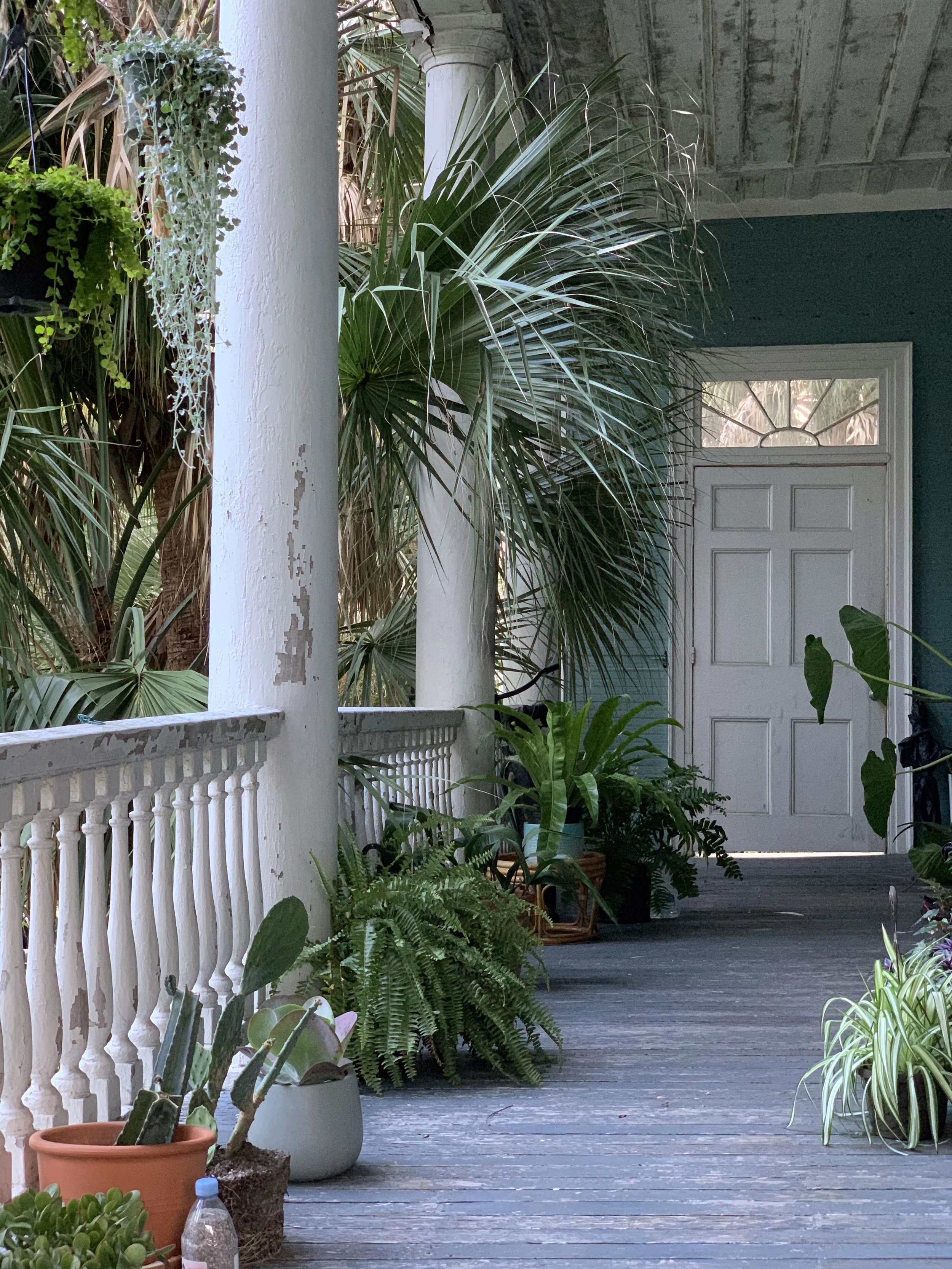 Porch with white railing, weathered wooden floor, and various green potted plants near a blue wall and white door.