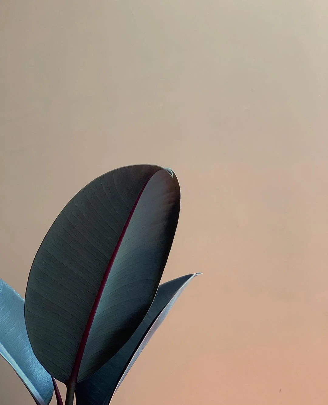 Close-up view of large, dark green leaves with red veins against a plain beige background.