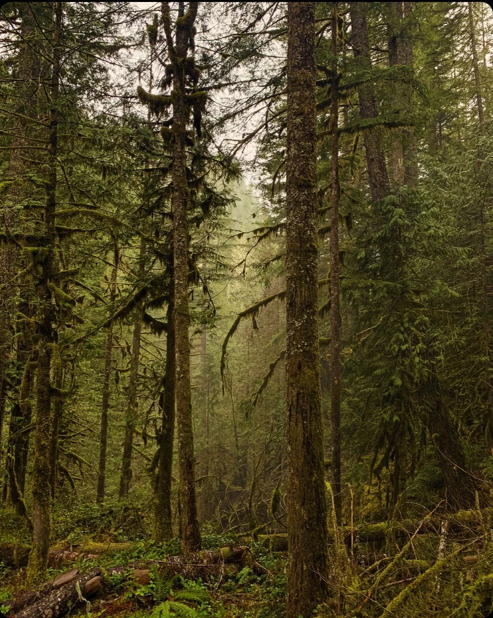 Dense green forest with tall trees covered in moss and ferns on the forest floor.