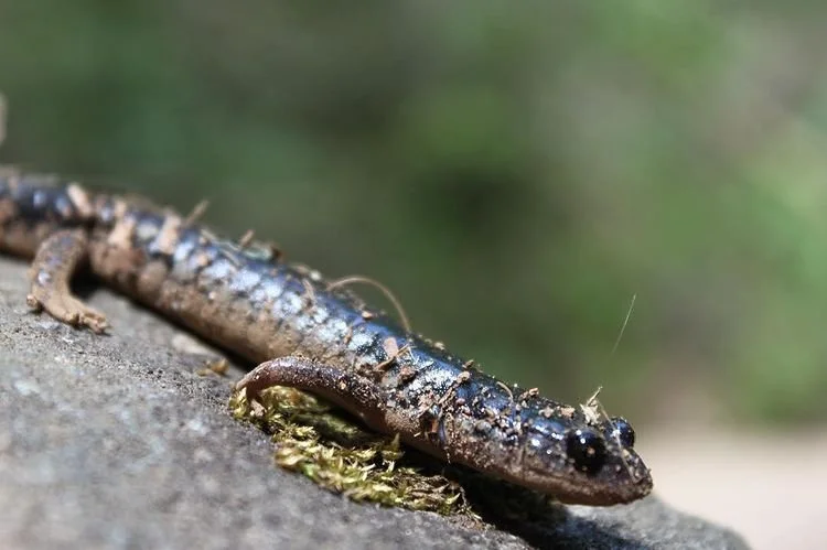 Close-up of a small brown and black salamander on a rock with moss and blurred green background.