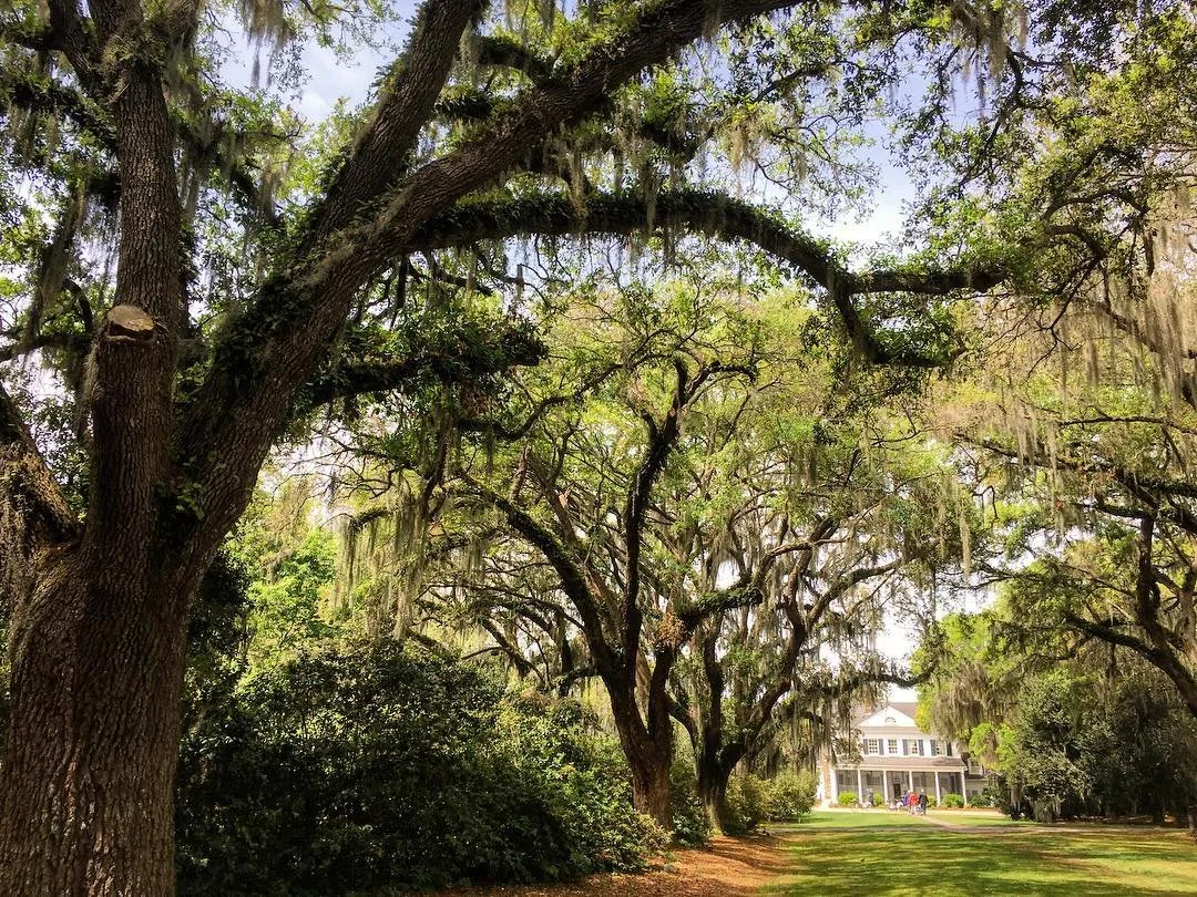 A scenic view of a large house with a porch, surrounded by tall trees with some Spanish moss hanging from the branches, and a well-maintained lawn.