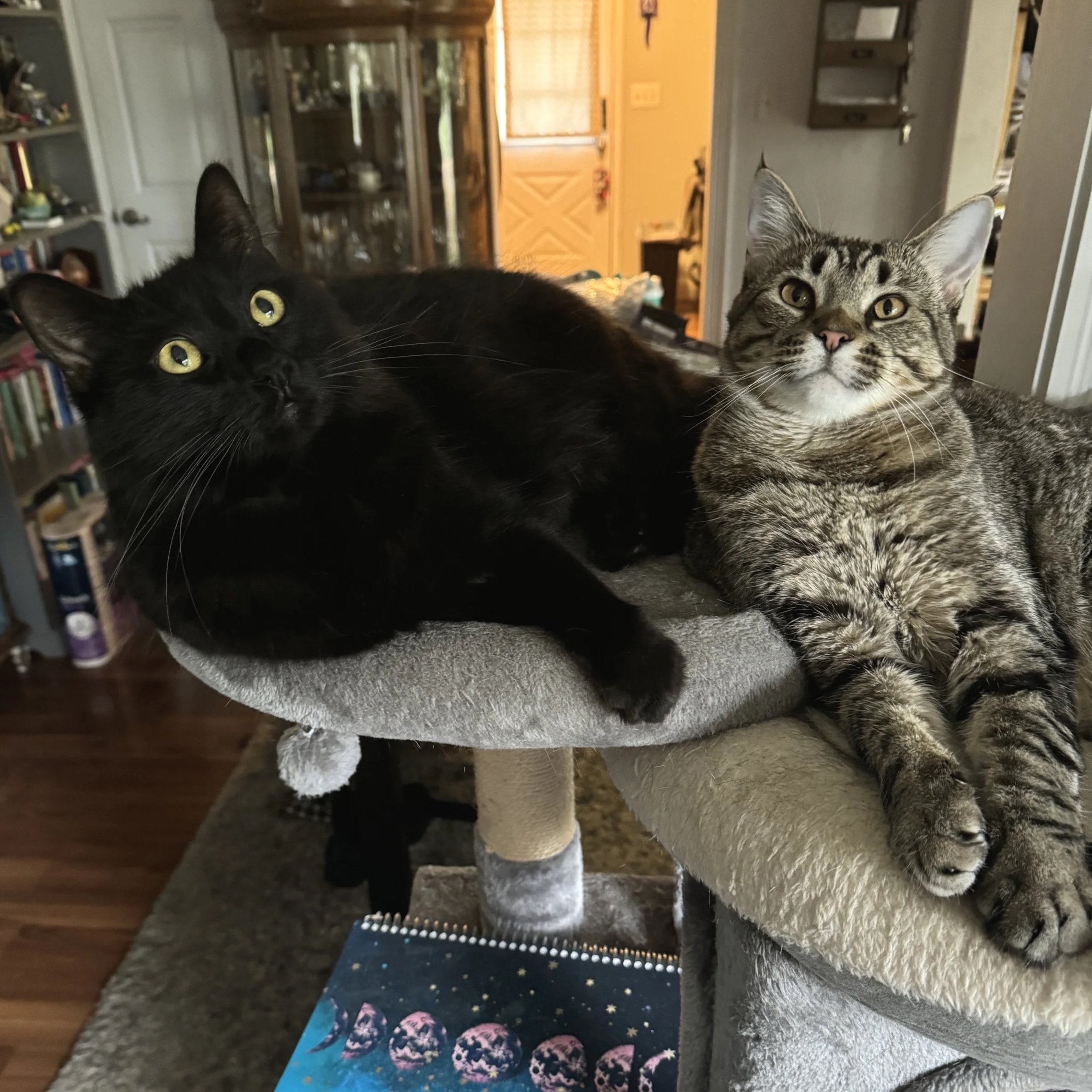 The cutest cats in the world!