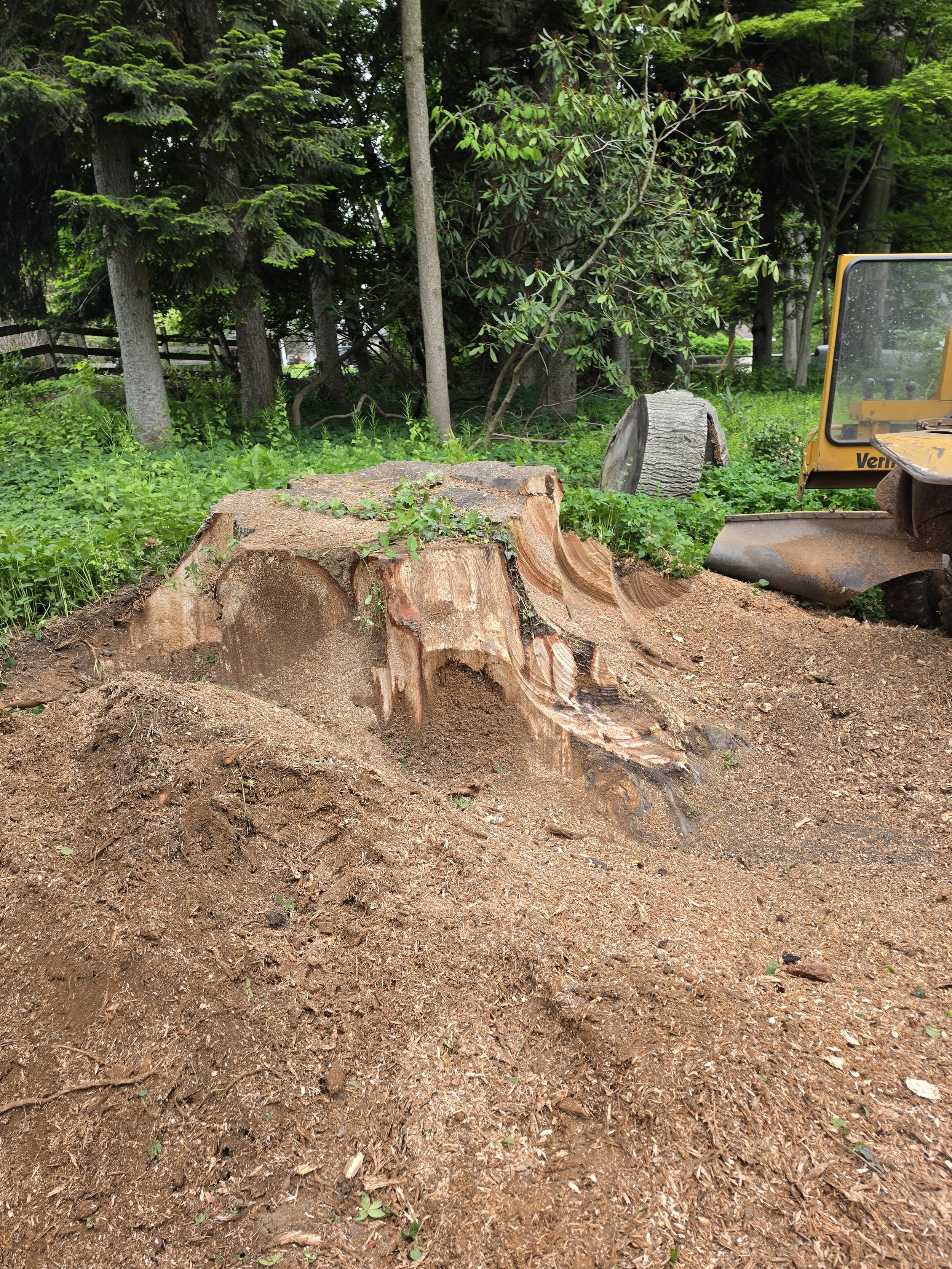 A large tree stump with a rough surface in the foreground, surrounded by dirt and small green plants. In the background, there's a lush green forest with tall trees and dense foliage. Part of a yellow construction vehicle is visible on the right side of the image.