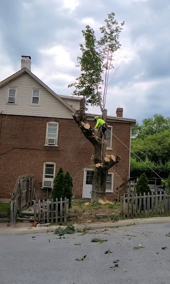 A person in a bright yellow shirt trimming or cutting down a large tree in front of a brick house with a wooden fence.