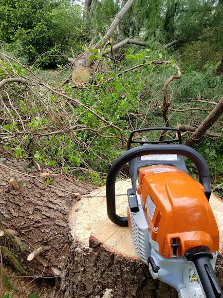 A chainsaw cutting through a fallen tree in a wooded area with green foliage.
