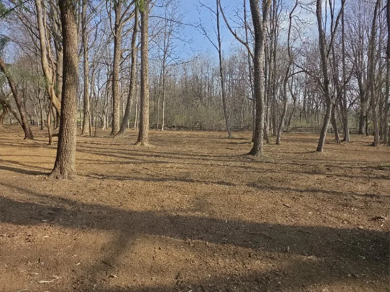 A clearing in a leafless wooded area during daytime with trees casting long shadows on the ground.