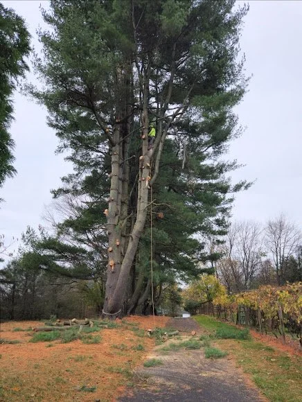 A large pine tree with several people climbing it, and a rope hanging down the trunk, in an outdoor setting with grass, fallen leaves, and distant trees.