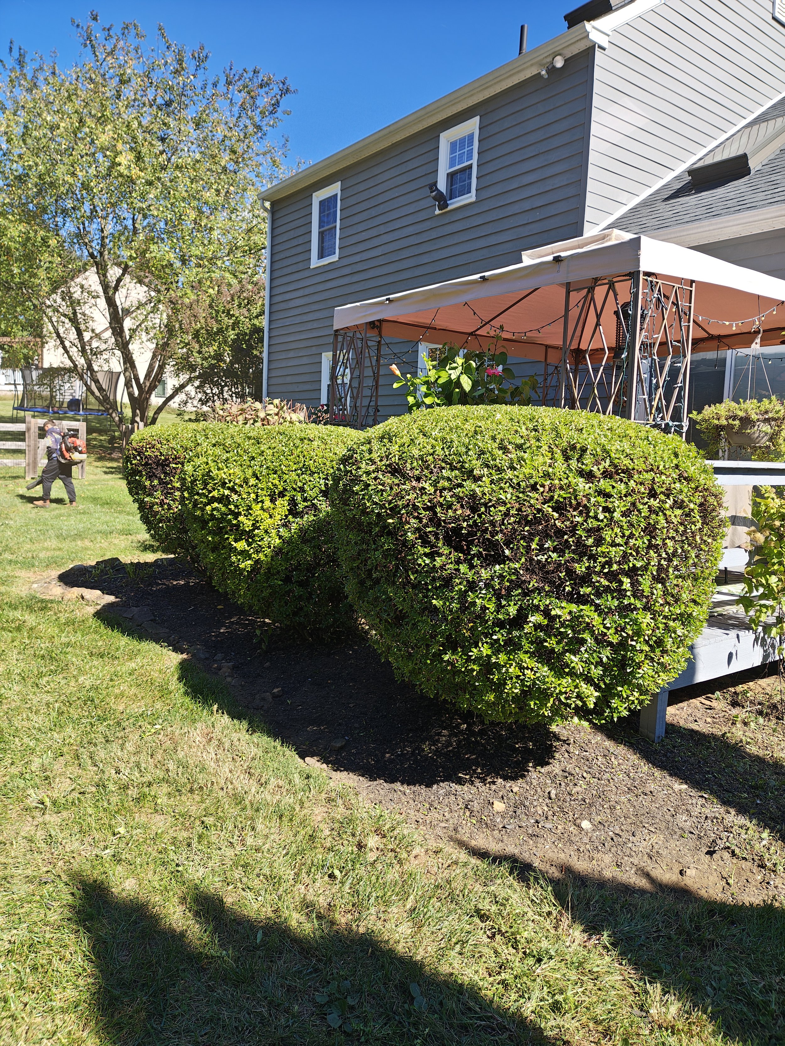 Backyard with manicured bushes, a large tree, a house with siding, and a cat sitting on the window of the house.