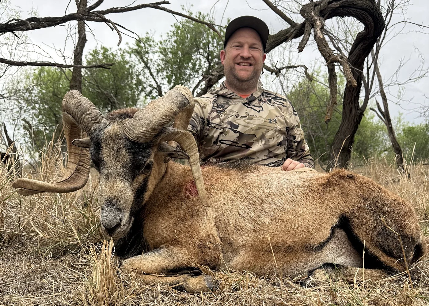 A man in camouflage clothing kneels next to a large harvested ram with curved horns, lying on dry grass in a wooded area.