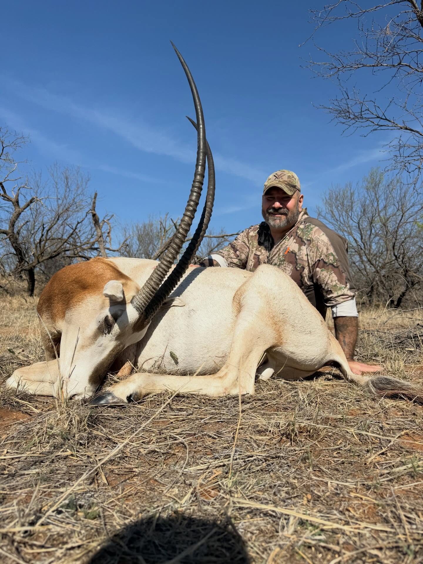 A man in camouflage clothing kneeling next to a large Scimitar Oryx with long, curved horns, lying on the dry ground in a sparse, leafless woodland area under a clear blue sky.