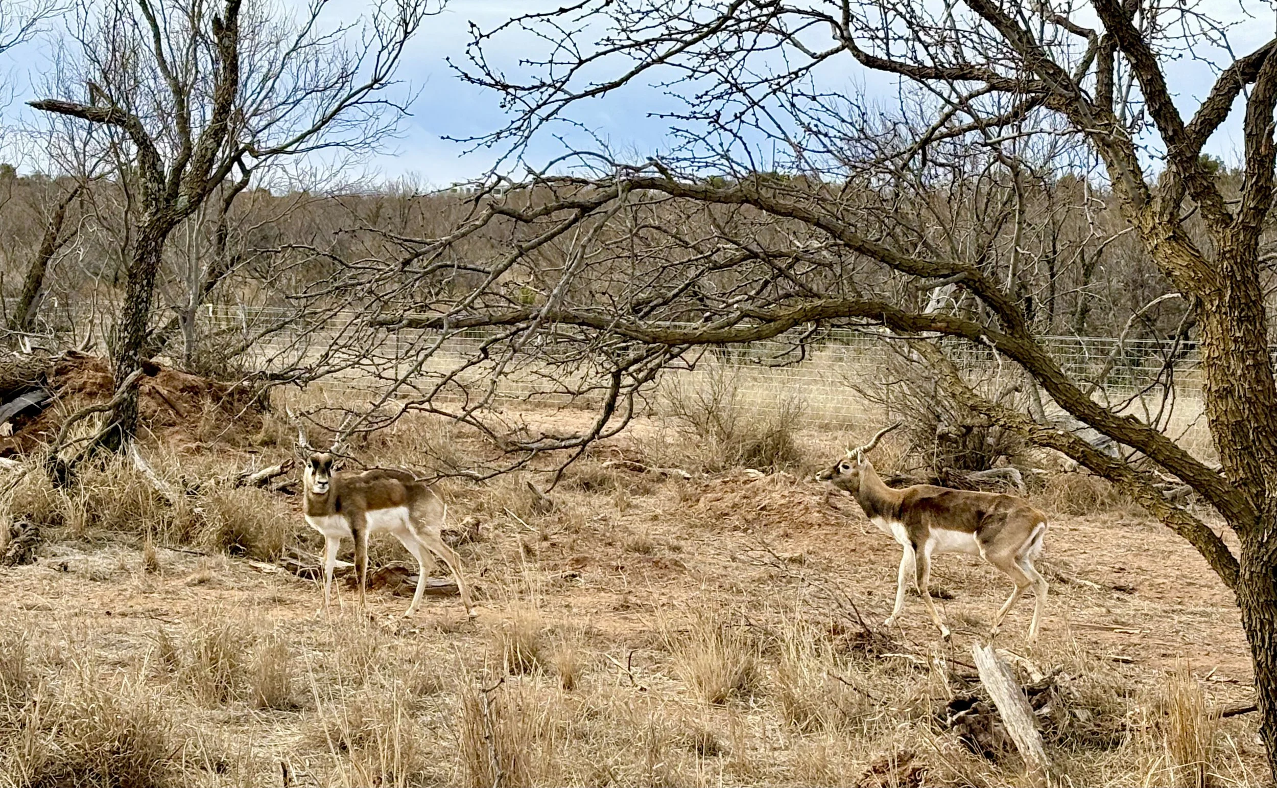Two Blackbuck males standing on dry grass near a fallen tree with sparse branches, in a Texas plains landscape with leafless trees and a cloudy sky.