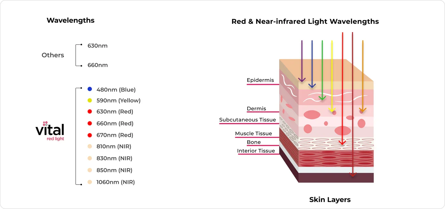 Layers of the skin and levels of wavelengths penetration from 480nm to 1060nm