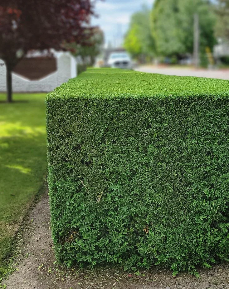 hedge.jpg