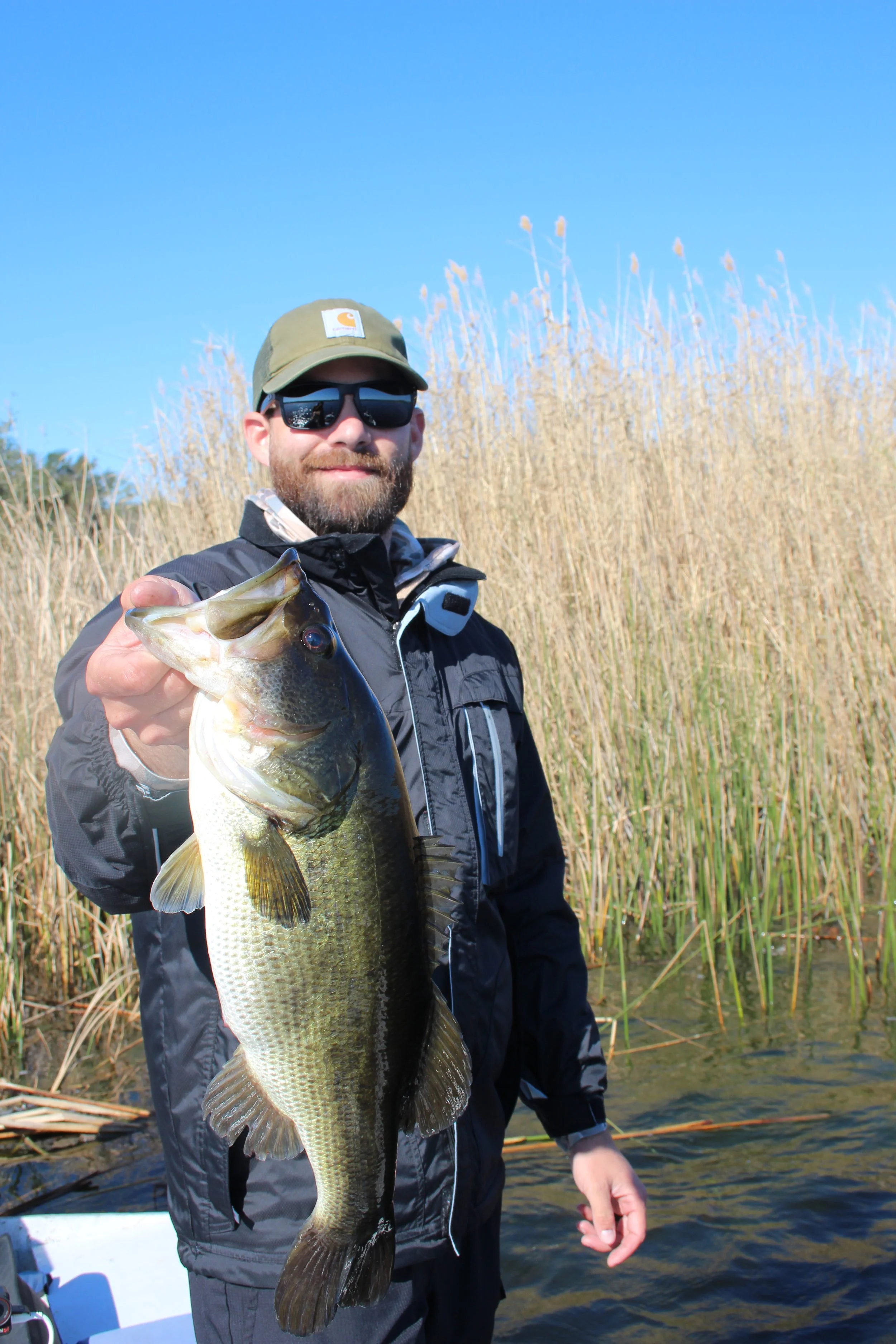 A man wearing sunglasses and a green baseball cap holding a large fish, standing in a shallow body of water surrounded by tall reeds under a clear blue sky.