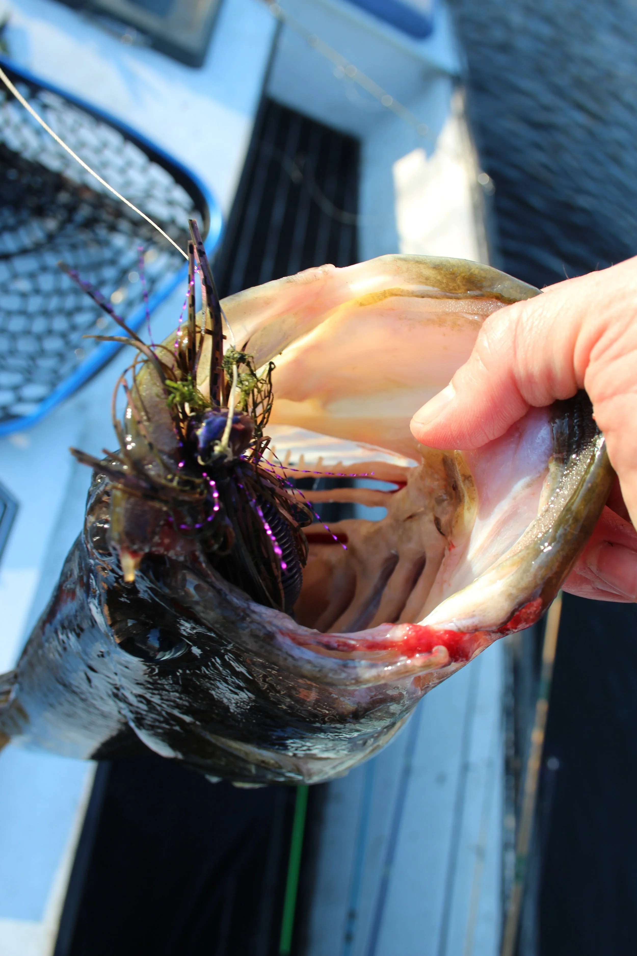 A person holding a freshly caught fish with an open mouth, showing its teeth and pink interior, against a background of a boat deck and water.