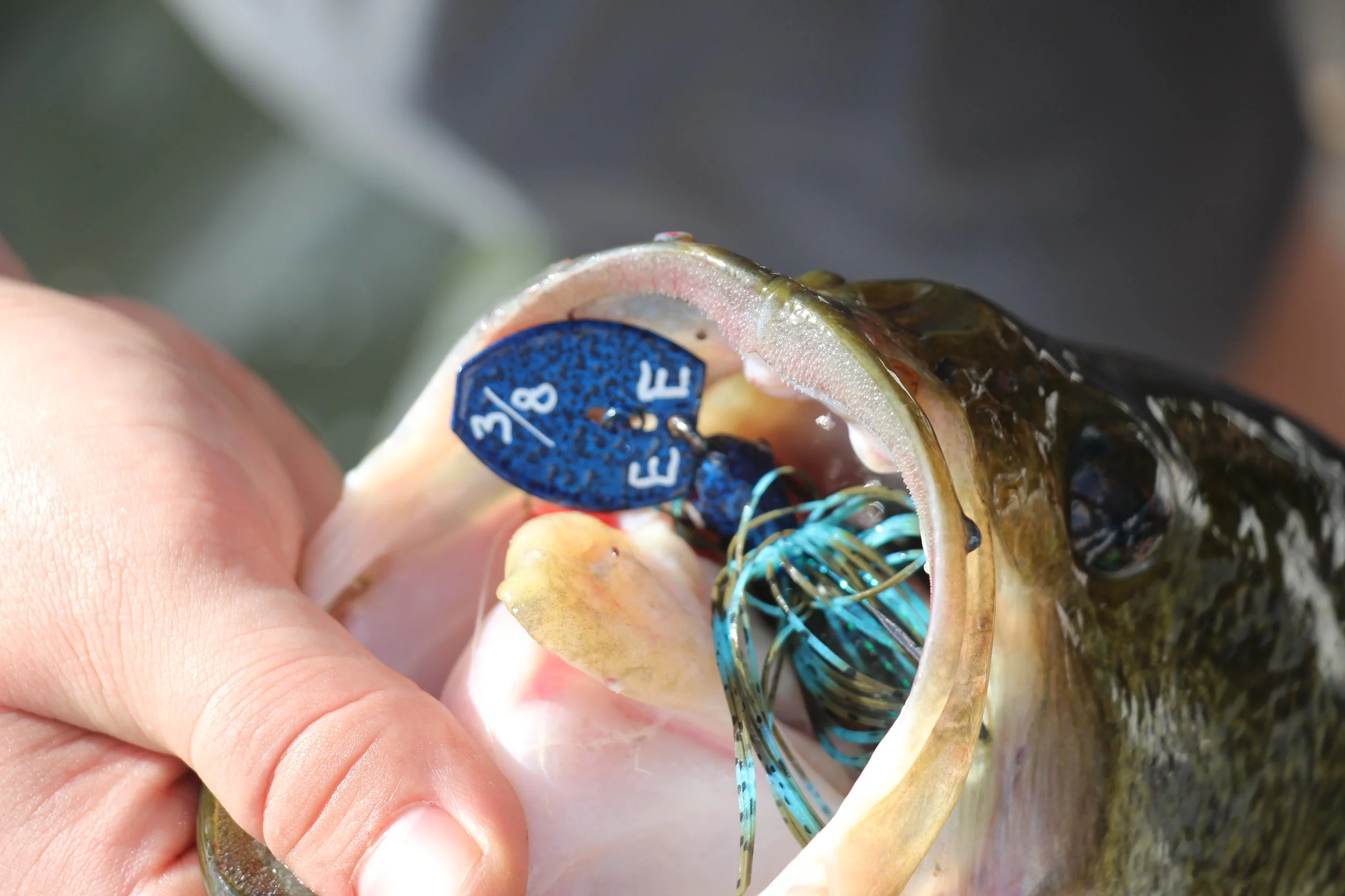 Close-up of a person's hand holding a fish with a blue fishing lure in its mouth, with some fishing line and hooks visible.