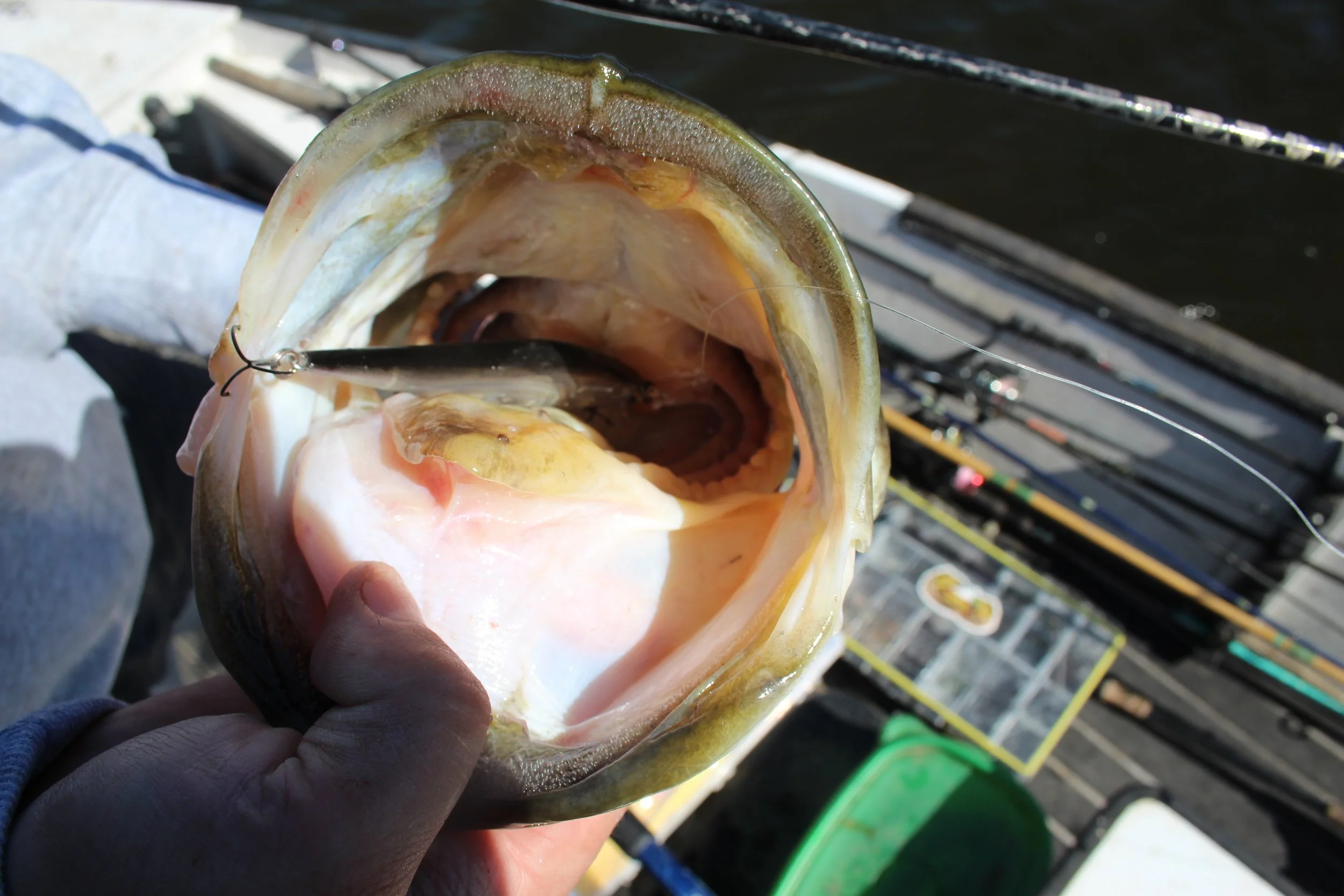 Close-up of a largemouth bass with its mouth open, caught on a fishing hook, with fishing rods in the background.