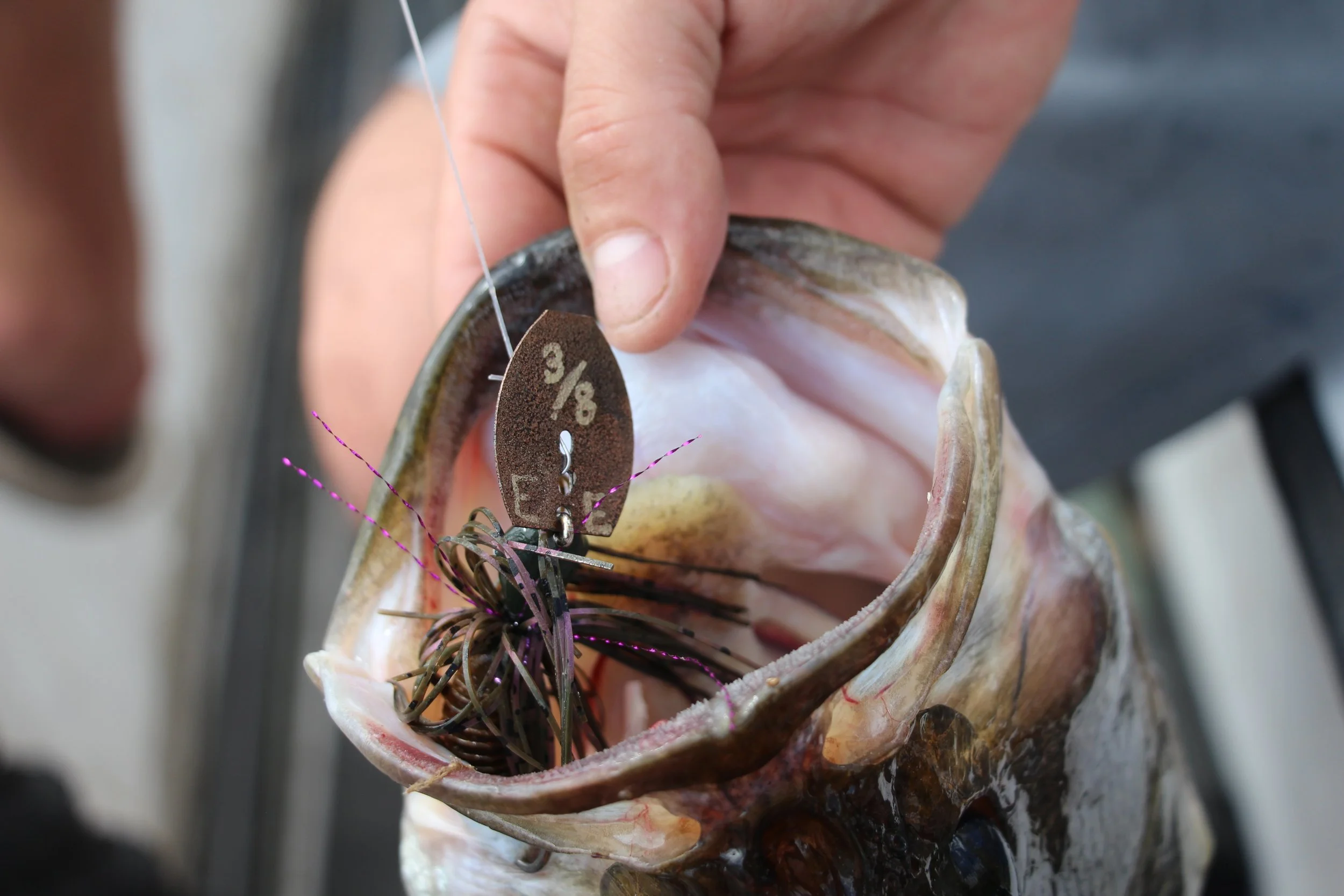 Close-up of a person's hand holding an open fish mouth, revealing sharp teeth and an identification tag that reads '3/6' attached with purple and black wires.
