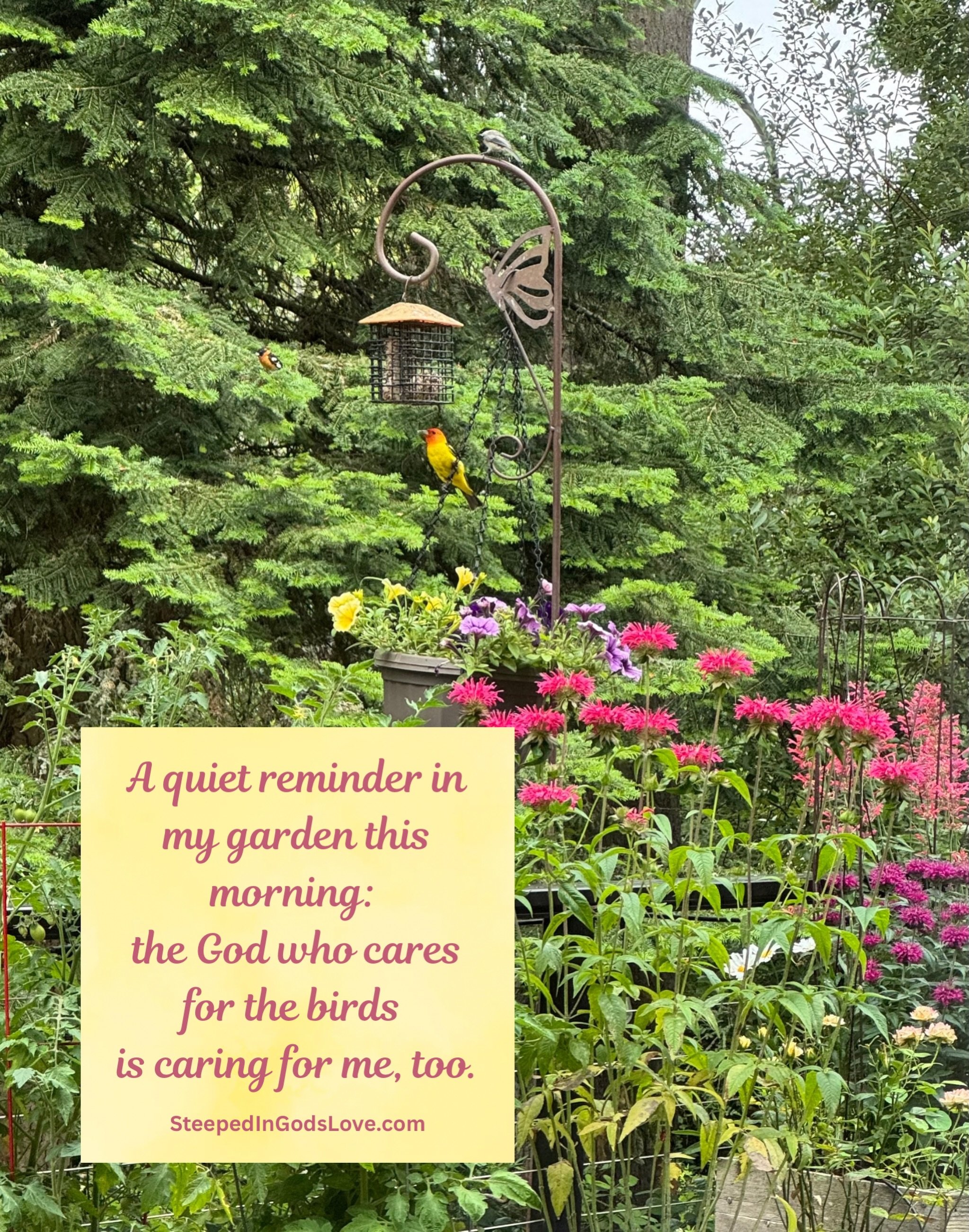 Beautiful Tanager - #godcaresforus