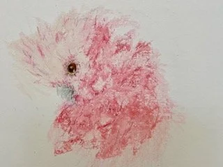 Karen Thio Pink.jpeg