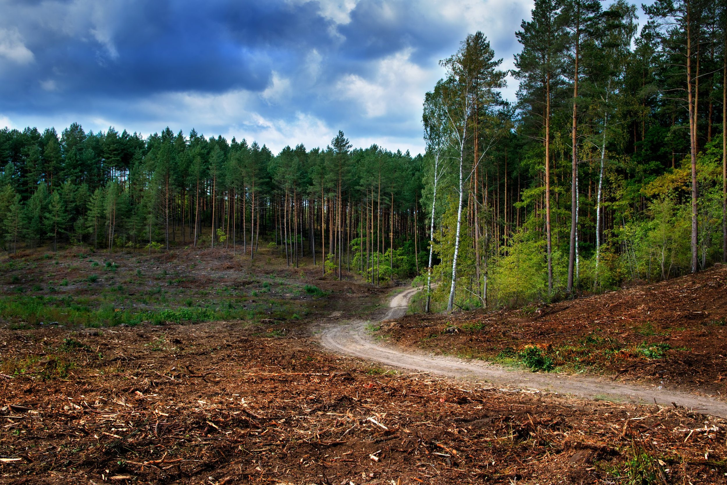 A dirt path winding through a partially deforested landscape with a dense pine forest in the background under a cloudy sky.