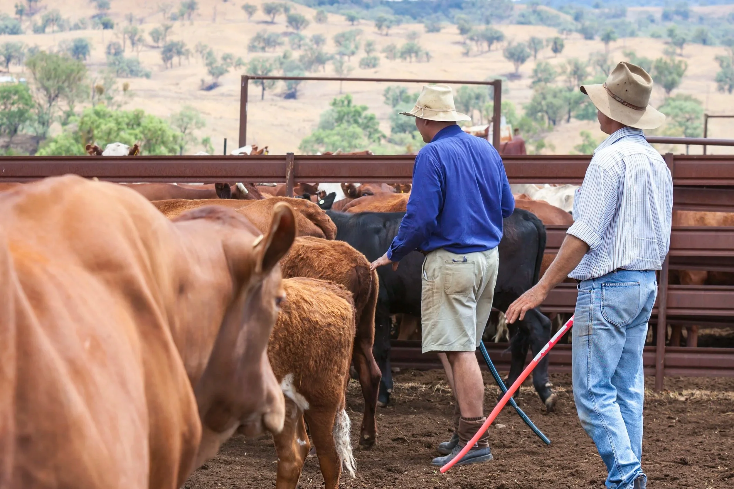 New Rules for Directors