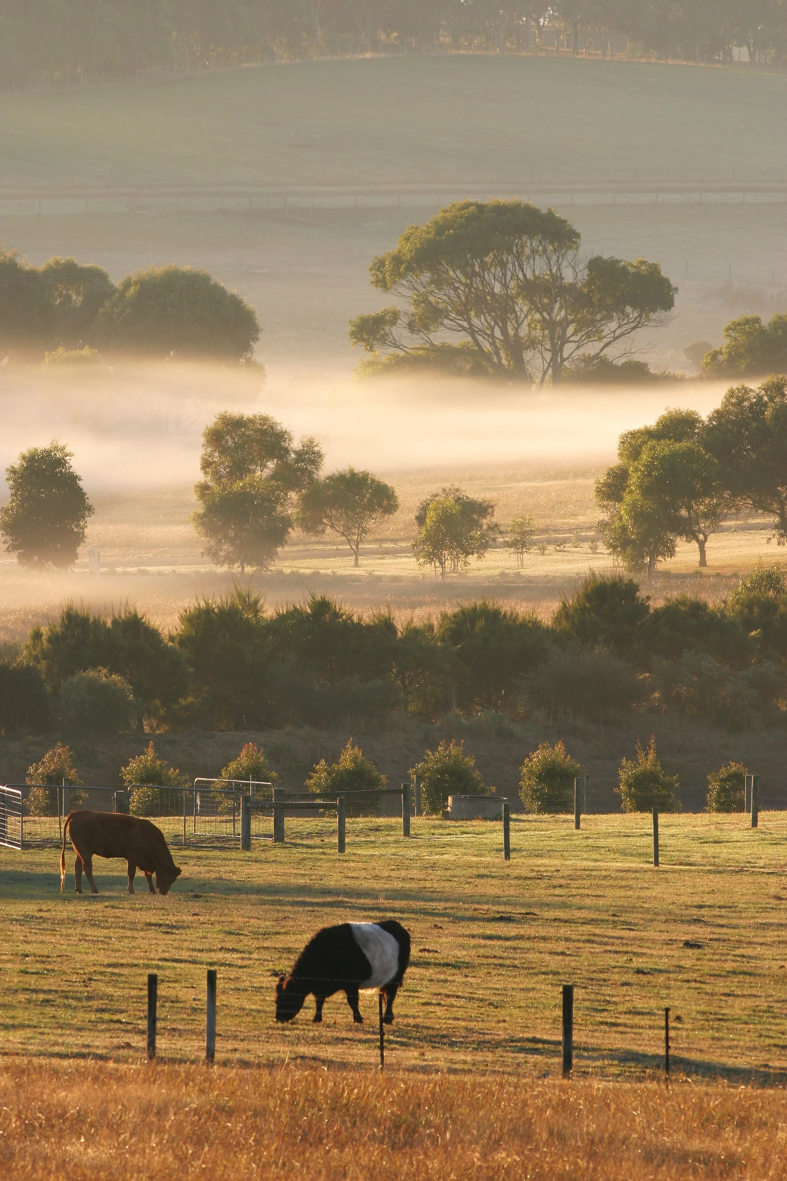 Pastoral scene of cows grazing in a fenced field during sunrise, with rolling hills, trees, and mist in the background.