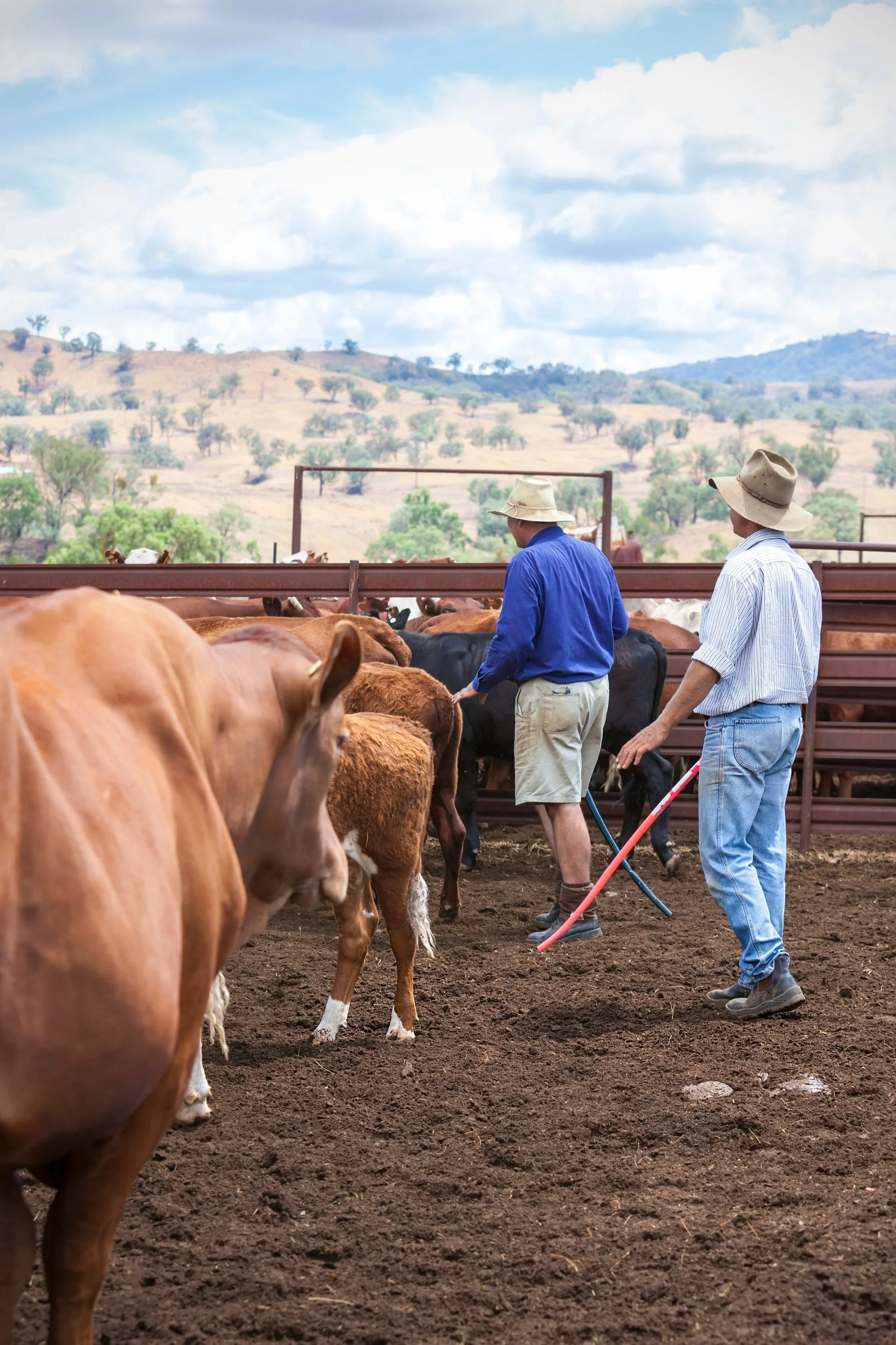 Two farmers herding cattle in a dirt pen with hills and cloudy sky in the background.