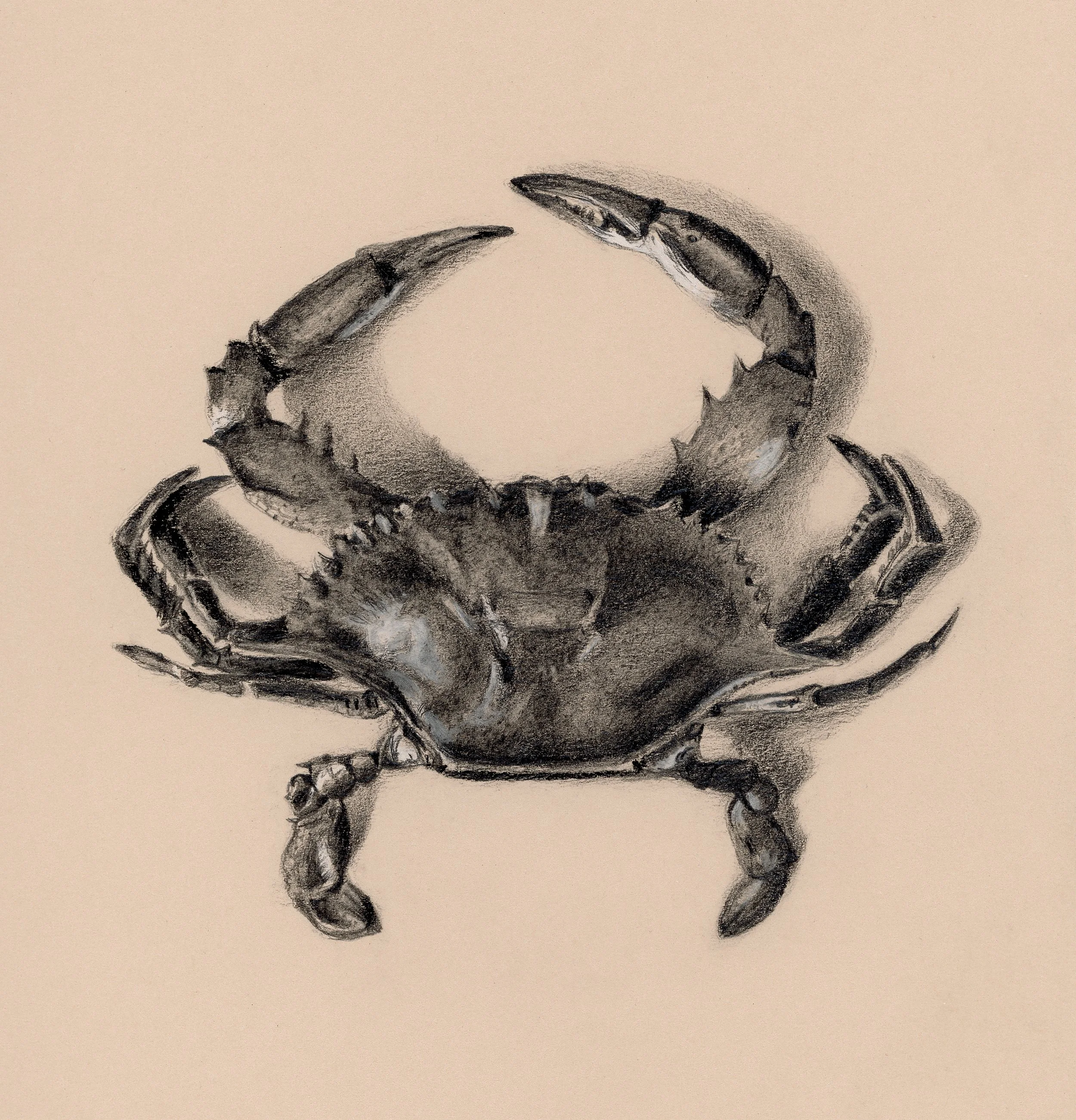 Graphite - Crab 4.jpg