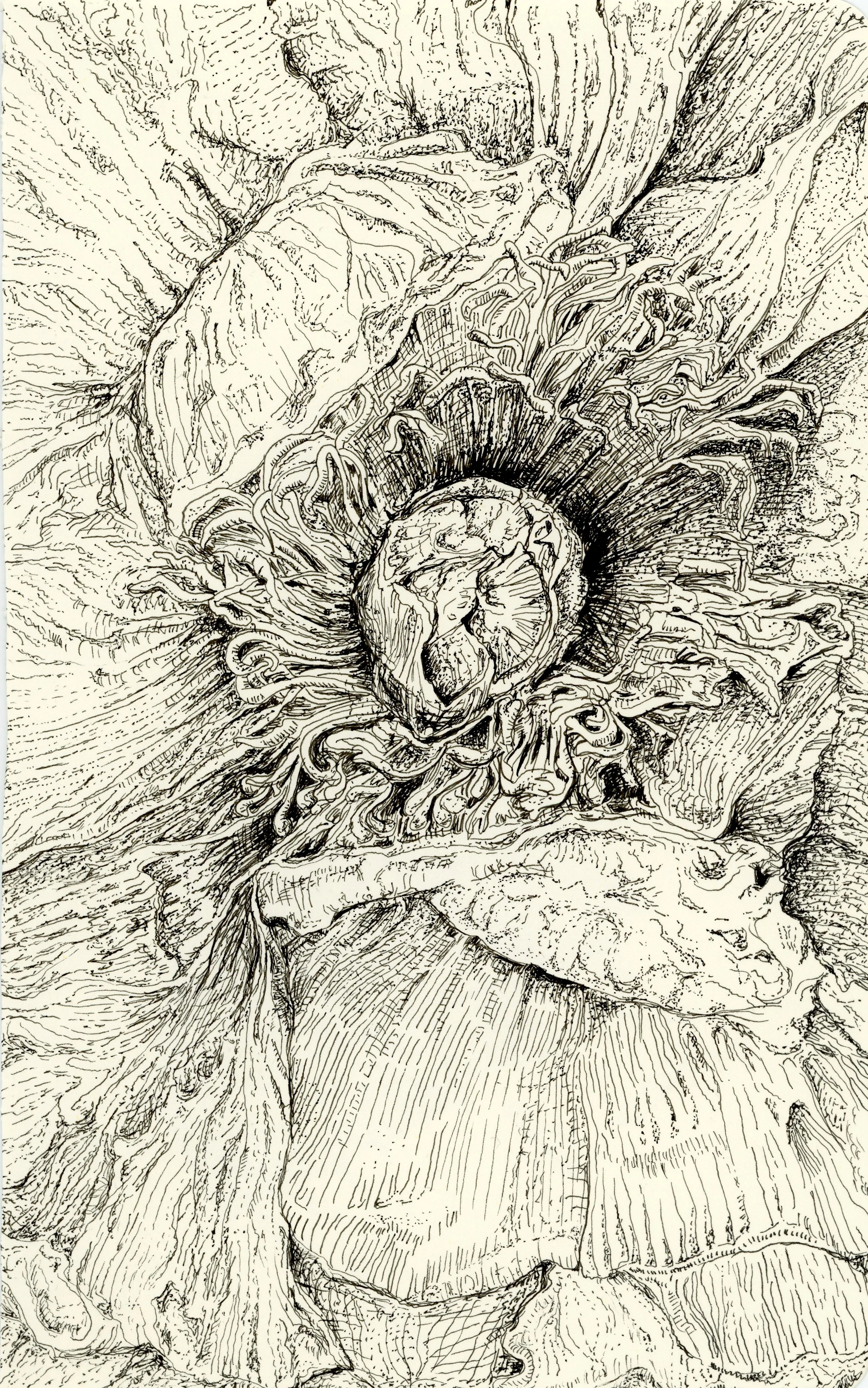 Flower blooming.jpg