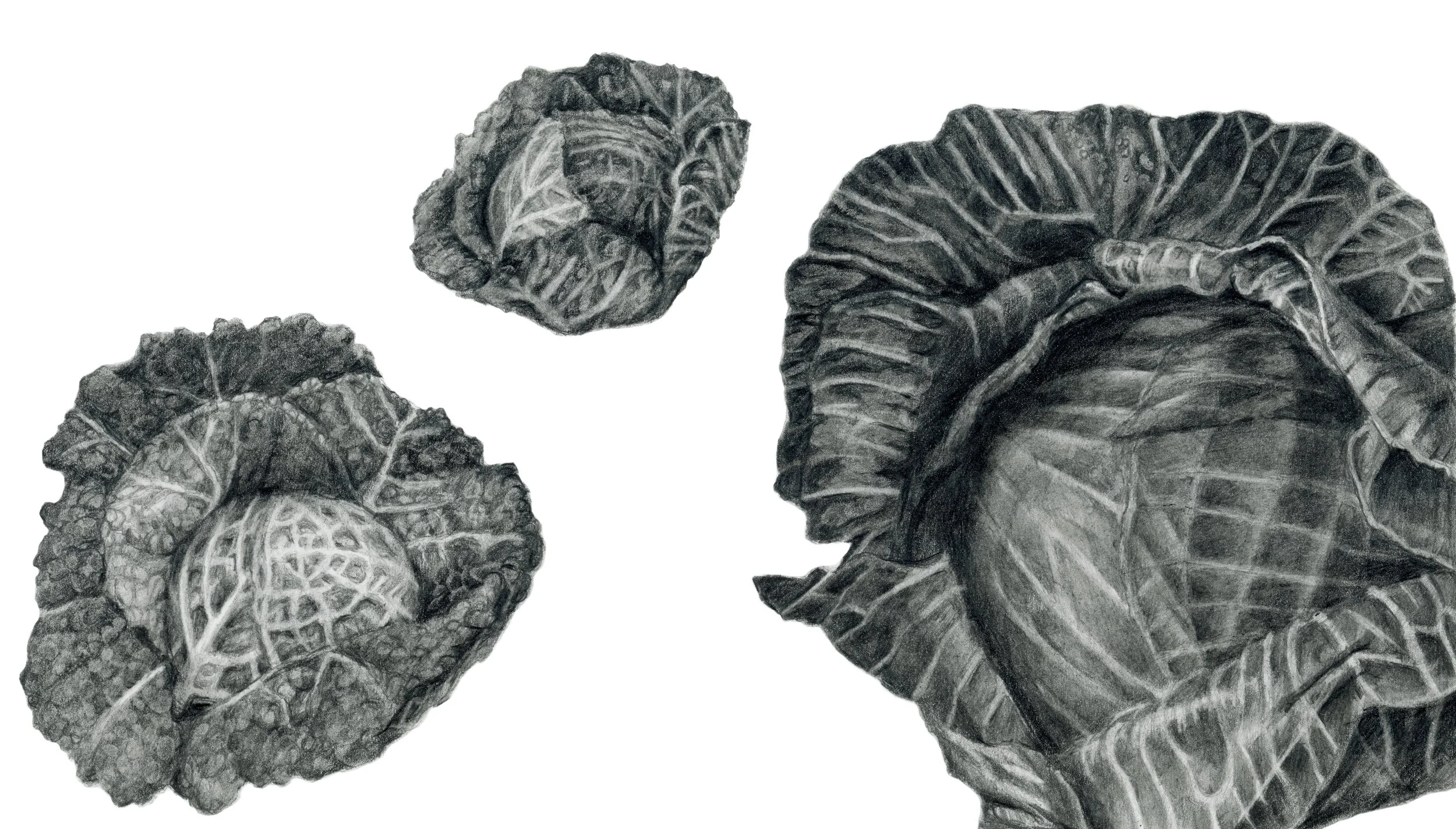 Graphite - Cabbages.jpg