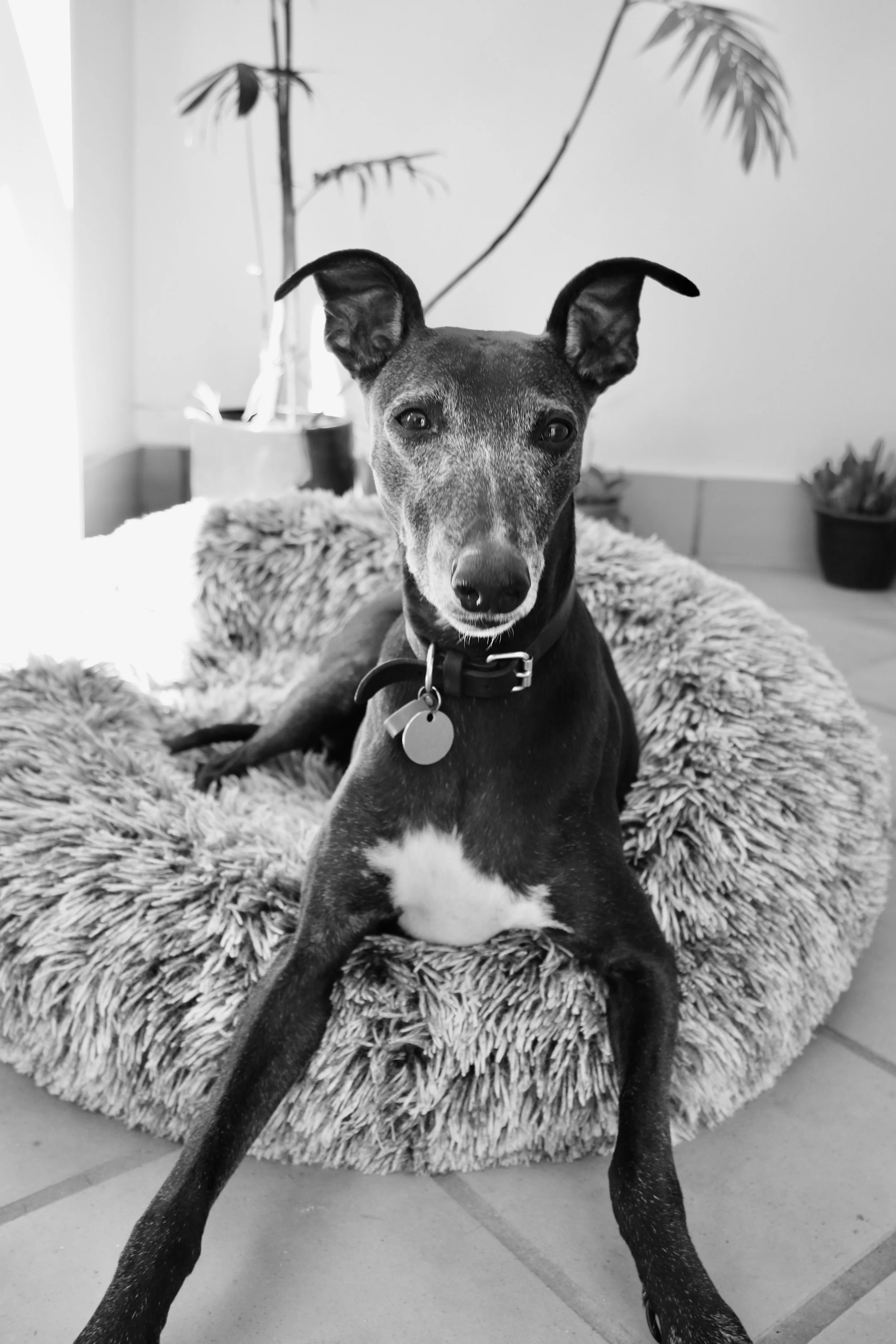 Whippet laying in bed