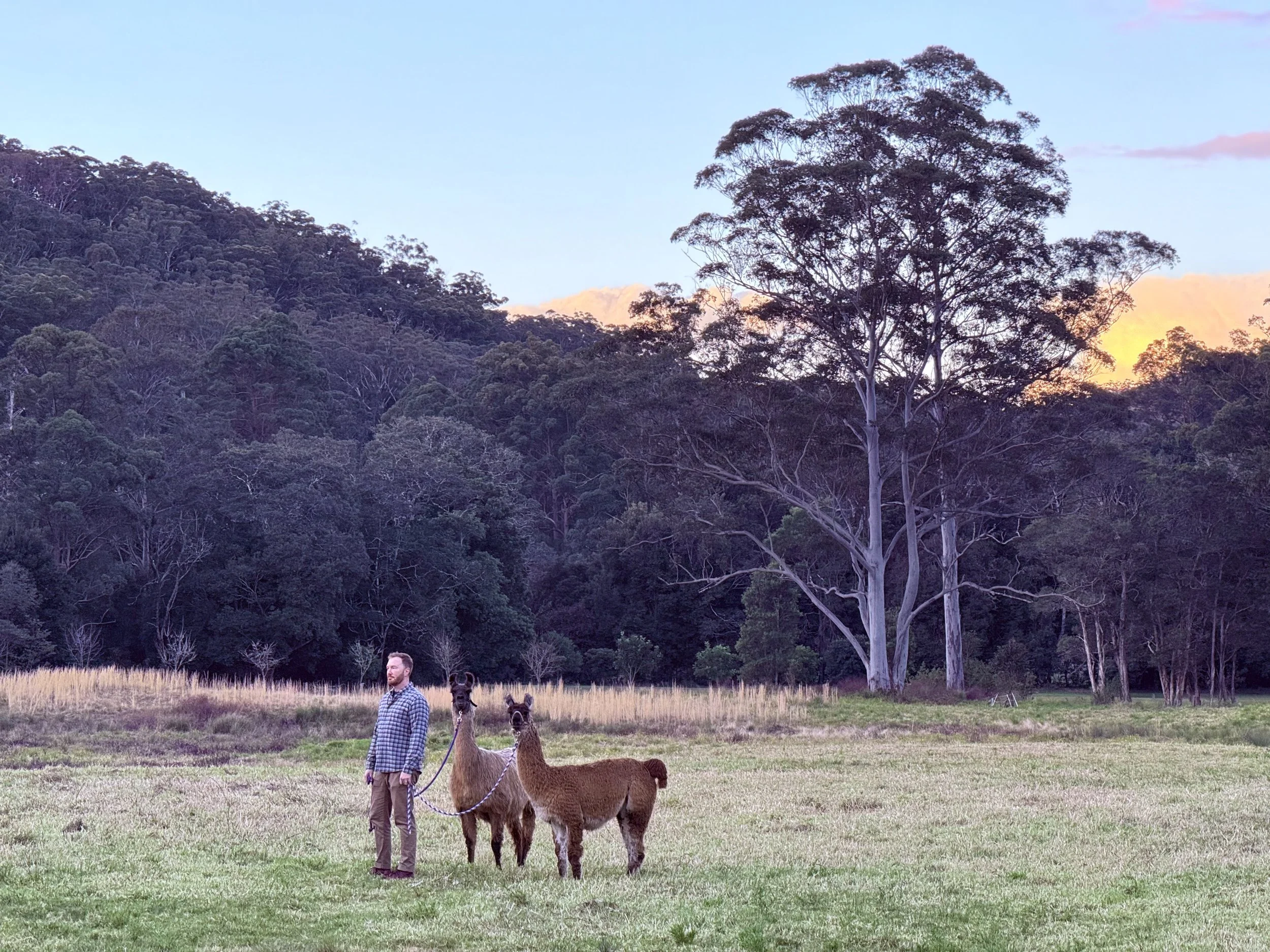 A man standing in a grassy field holding leashes connected to two alpacas, with tall trees and a mountain range in the background during sunset.