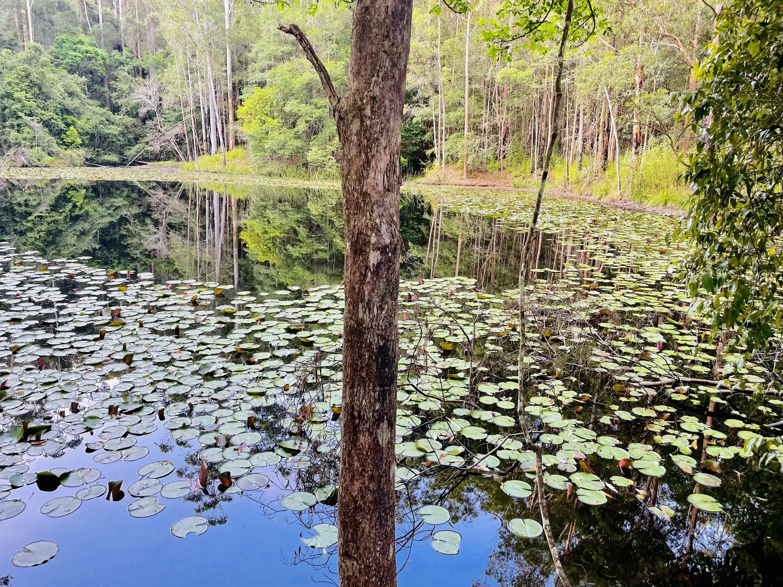 A tranquil pond surrounded by dense forest with lily pads covering the water's surface, tall trees along the shoreline, and reflections of the trees in the water.
