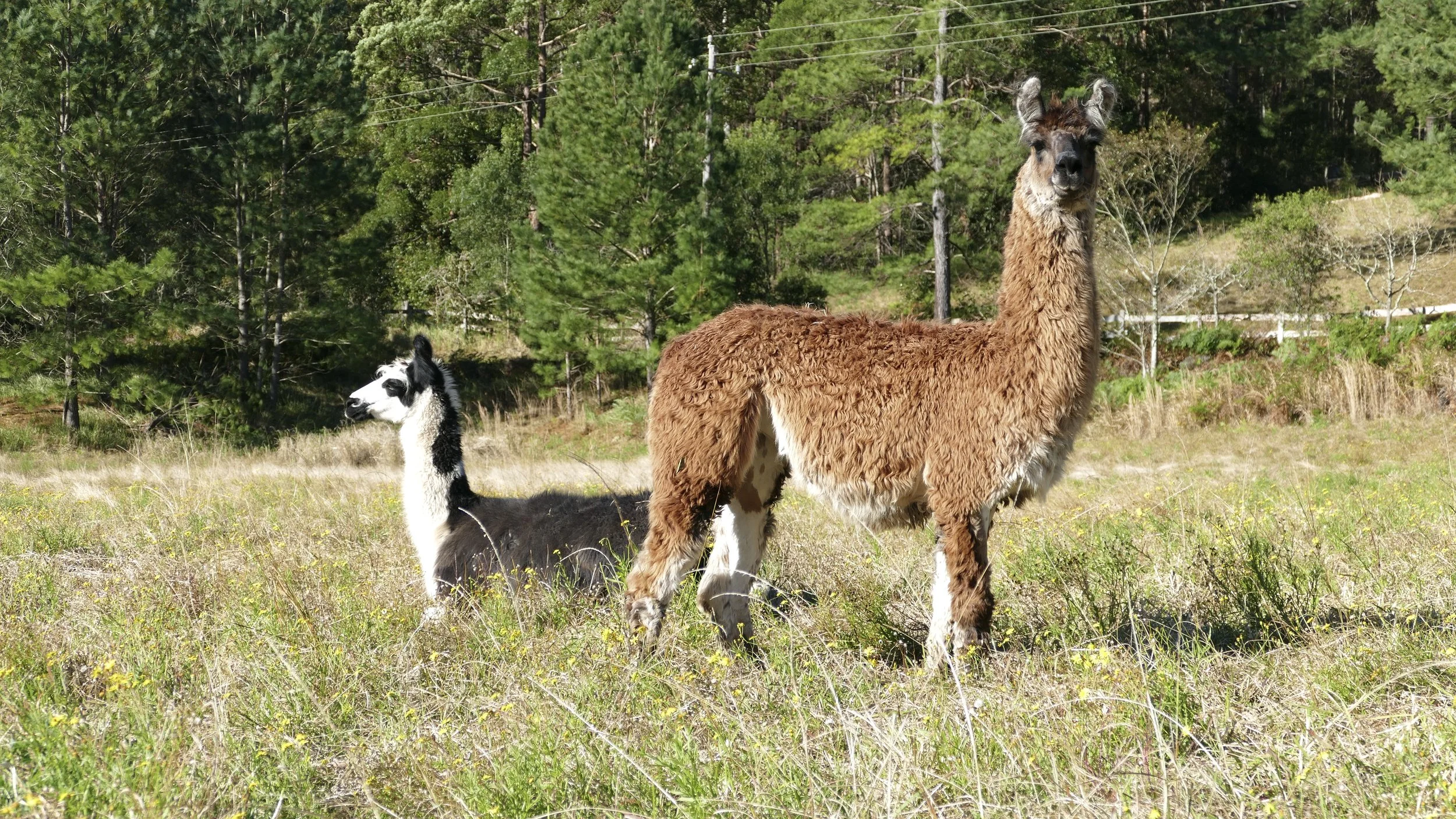 A llama and a black and white dog sitting in a grassy field with trees and power lines in the background.